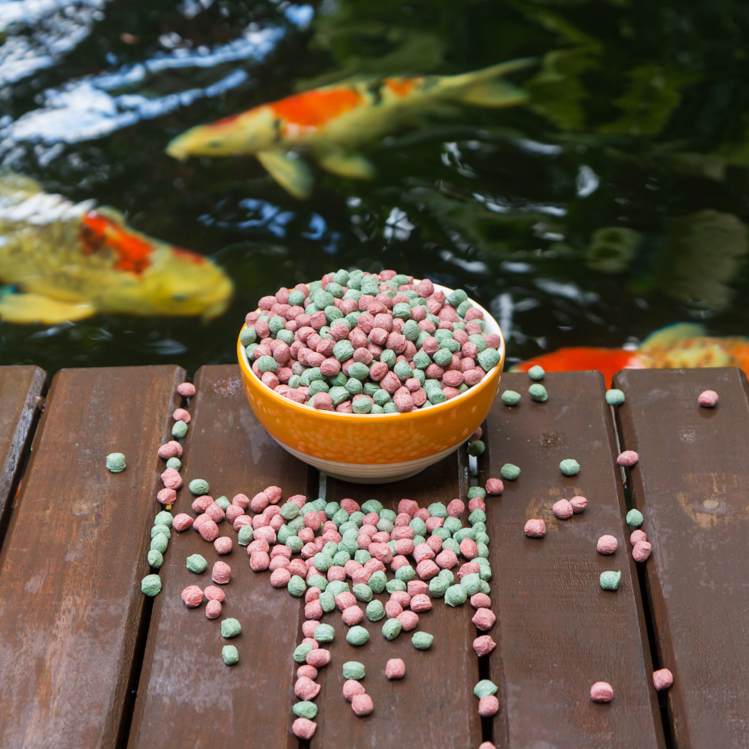 koi fish food