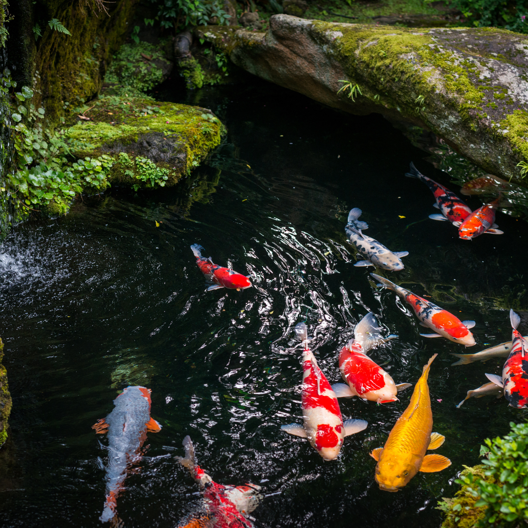 koi pond